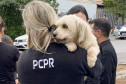 PCPR reforça importância do combate a maus-tratos aos animais