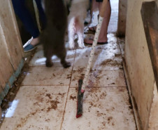 Corredos sujo de fezes de animais em situação de maus-tratos