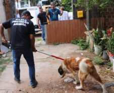 Funcionários da Rede de Proteção Animal da Prefeitura de Curitiba resgatando o animal.