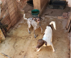 Dois cães presos em situação de maus-tratos