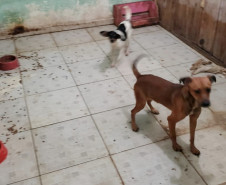 Dois cães presos em situação de maus-tratos, em ambiente com comedouros e ração espalhada