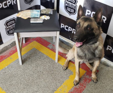 Cão policial da PCPR posa ao lado de material apreendido