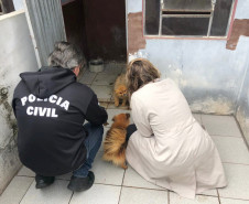 PCPR autua médica veterinária suspeito de maus-tratos a animais em Curitiba