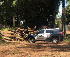 PCPR prende homem por corte ilegal de árvores em Curitiba