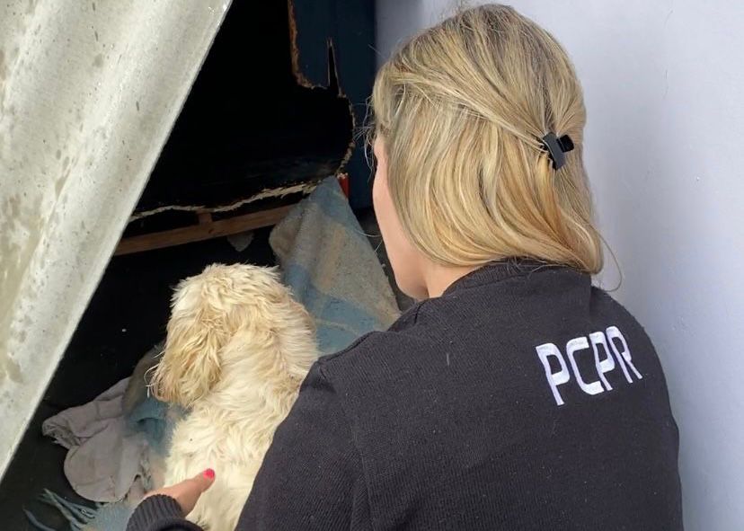 PCPR alerta cidadãos sobre abandono de animais na temporada de verão