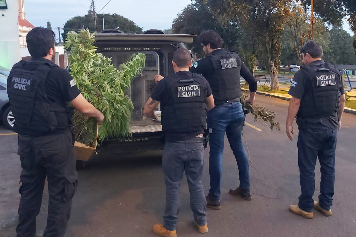 PCPR prende homem por tráfico de drogas e apreende 283 pés de maconha em Teixeira Soares
