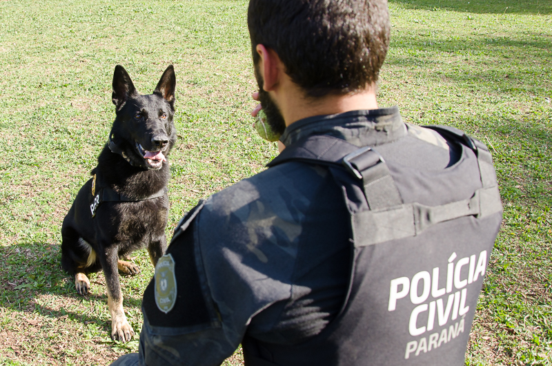 PCPR e PCSC apreendem 45 quilos de drogas e prendem homem em Santa Catarina