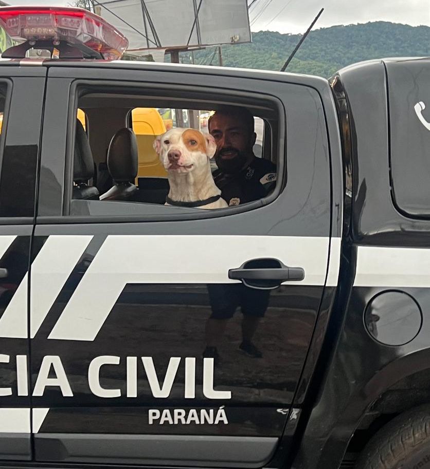PCPR resgata cachorro abandonado em Matinhos