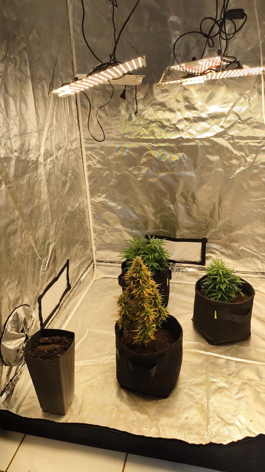 PCPR apreende três pés de maconha em residência de Rolândia