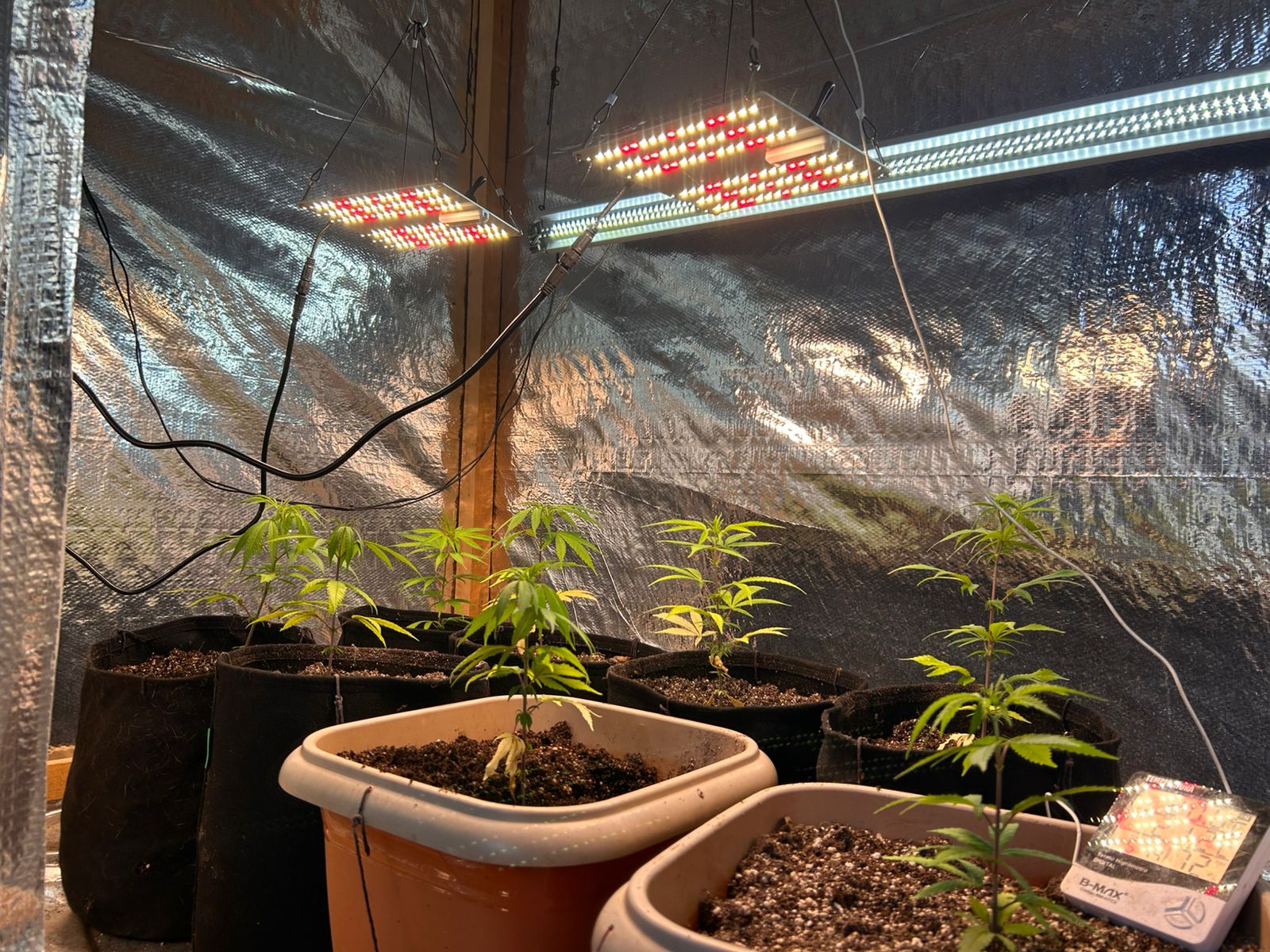 PCPR e GCM apreende cultivo de maconha durante operação com cães em Ponta Grossa