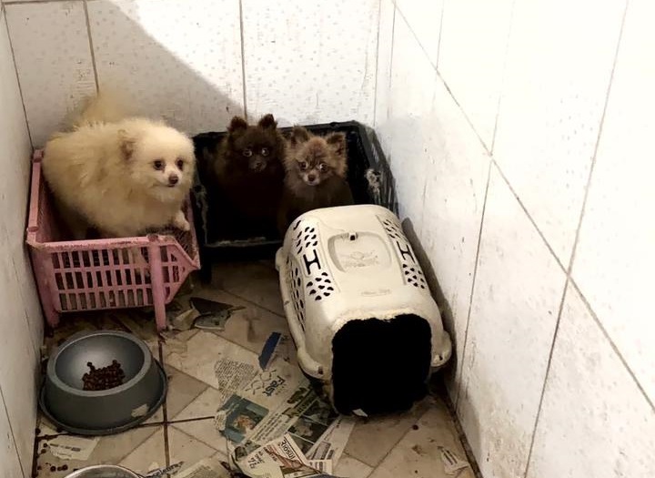 PCPR e PCIPR resgatam 50 cães em situação de maus-tratos em Piraquara