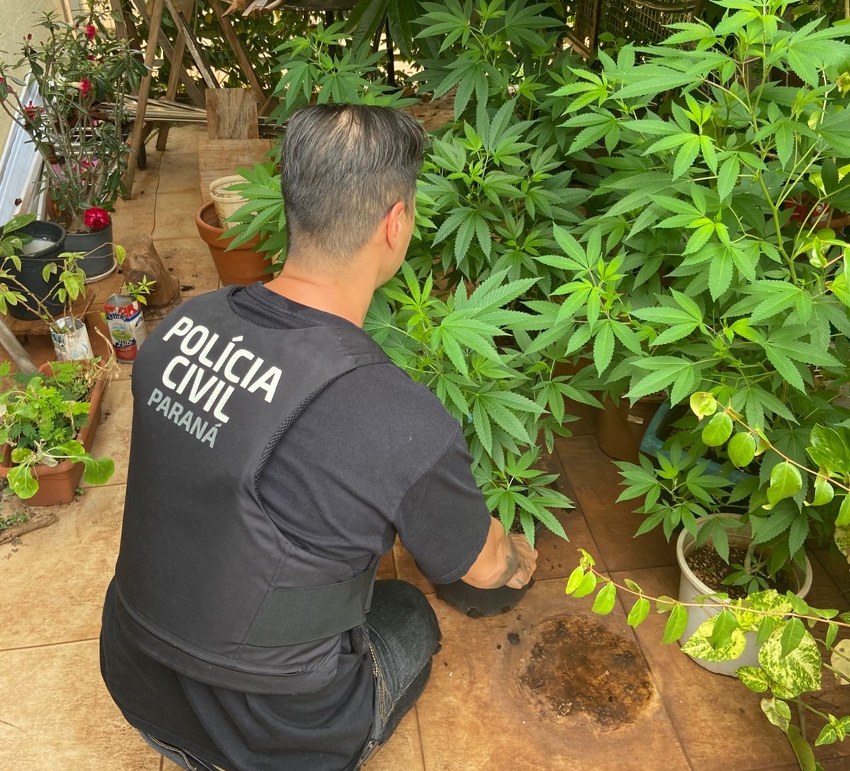PCPR localiza laboratório de produção de maconha e prende homem em Londrina
