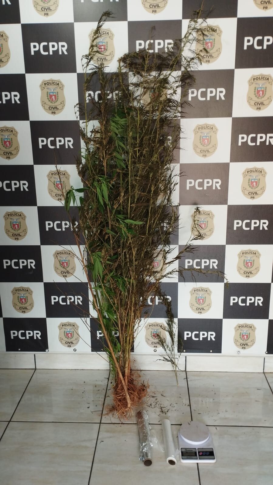 PCPR prende homem em flagrante e apreende seis pés de maconha em Mirador