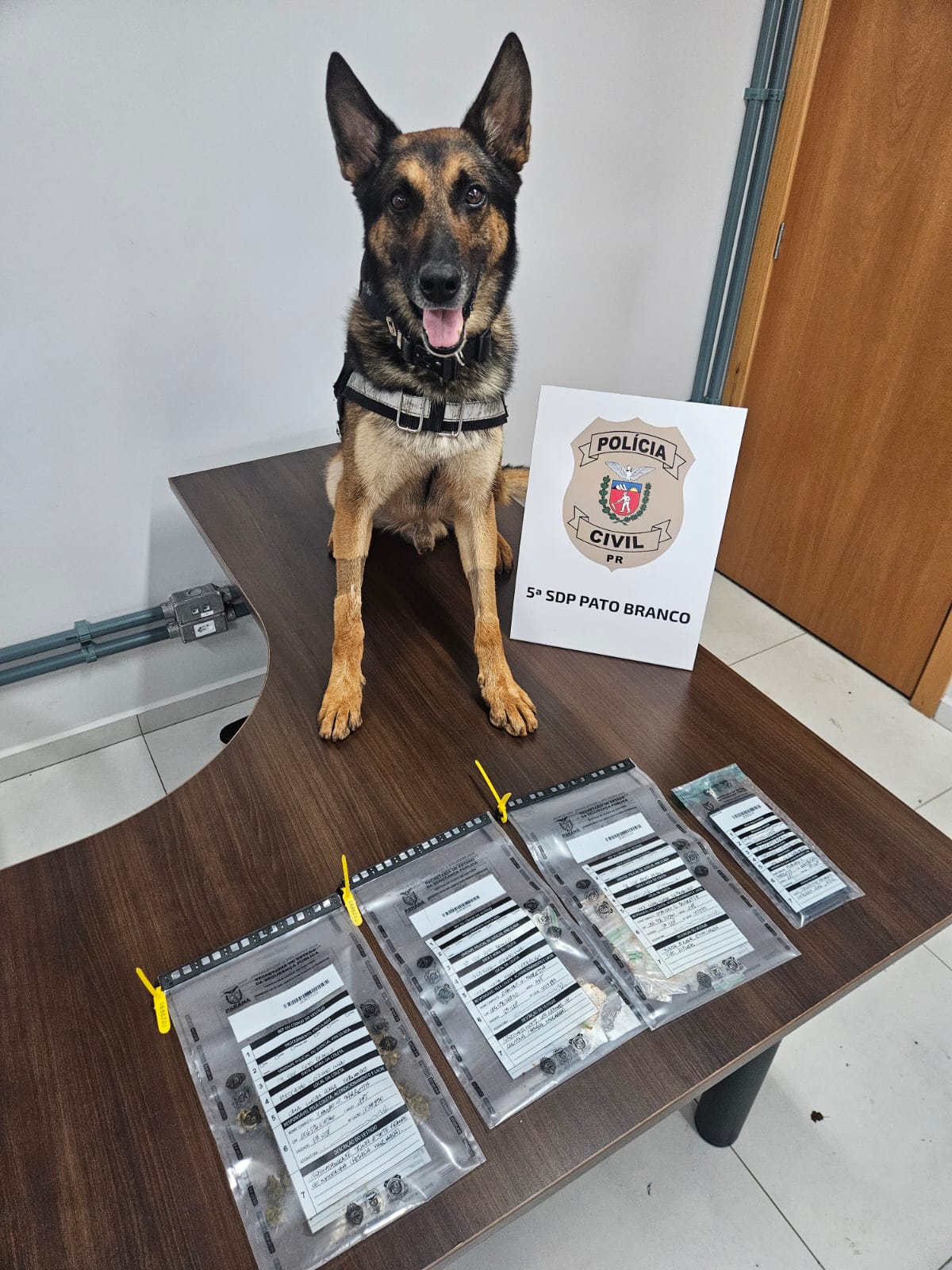 PCPR cumpre mandado de busca e apreensão e prende homem em flagrante por tráfico de droga em Pato Branco