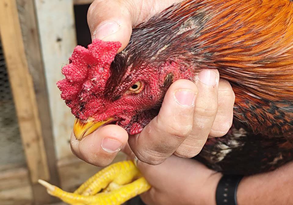 PCPR resgata galo utilizado em rinha em Cornélio Procópio