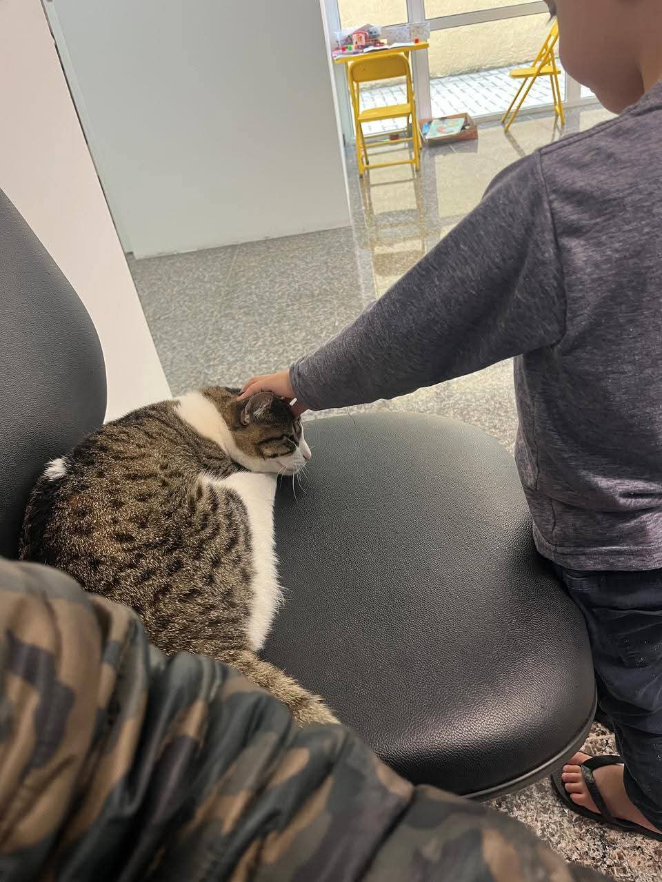 PCPR adota gatos que atuam como apoio emocional em Delegacia da Mulher em Araucária