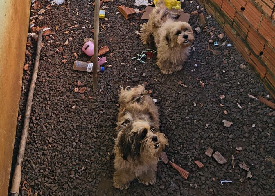 PCPR prende mulher em flagrante por maus-tratos a animais em Barra do Jacaré