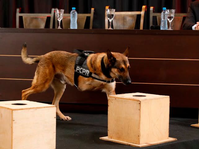 K9 Raio retorna a operações da PCPR após aposentadoria para tratamento contra câncer