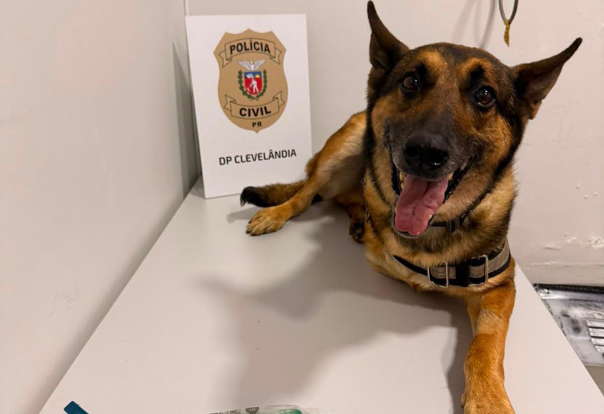 K9 Raio retorna a operações da PCPR após aposentadoria para tratamento contra câncer