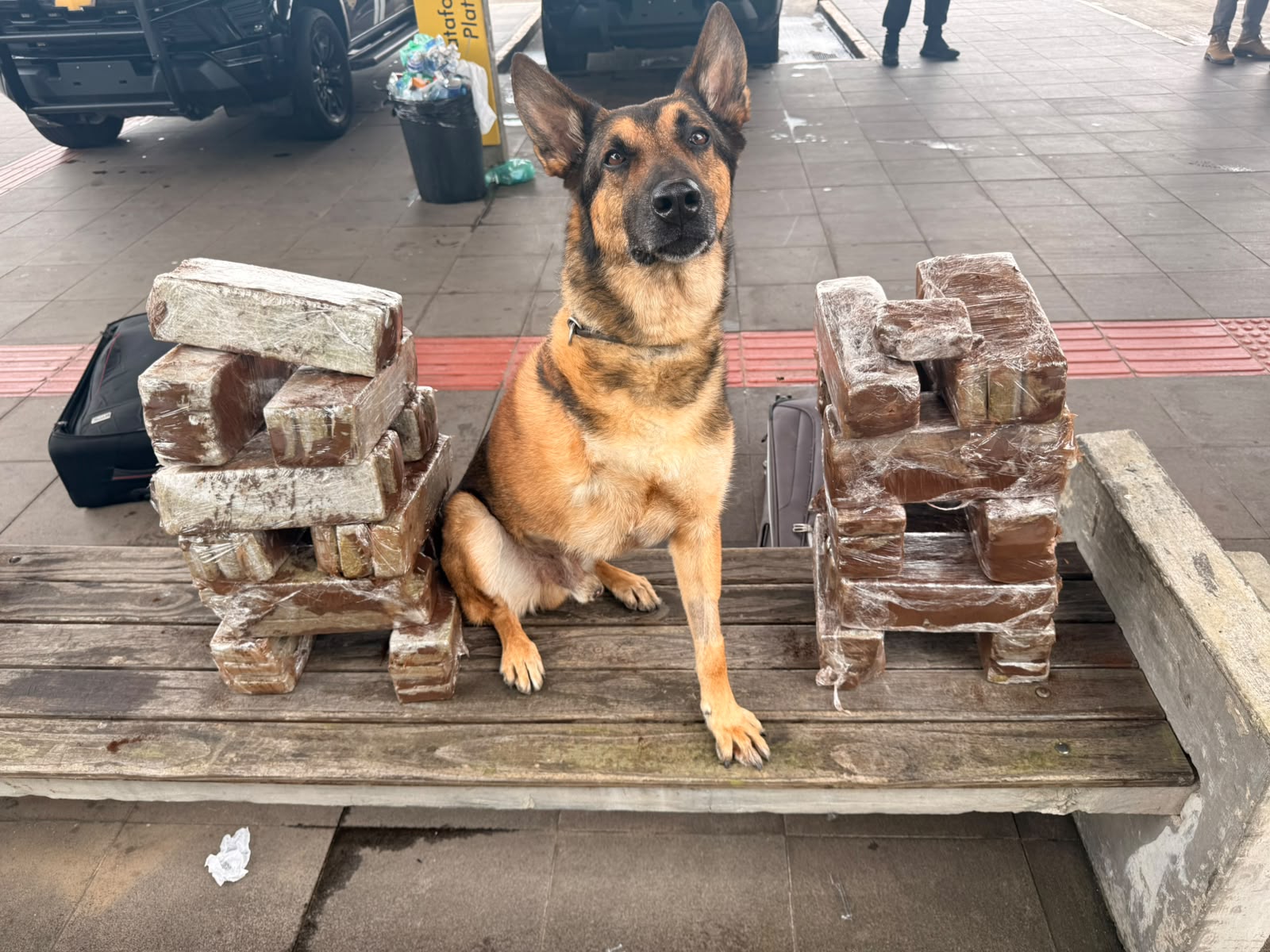 Com atuação de cão de faro, PCPR apreende 41 quilos de maconha na rodoviária de Curitiba