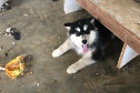 Cão sob um banco de madeira, em ambiente precário.