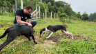 Cães em situação de maus-tratos
