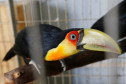 Tucano sozinho preso em gaiola