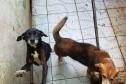 Dois cães em situação de maus tratos