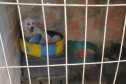 Cão preso em situação de maus-tratos