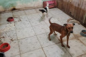 Dois cães presos em situação de maus-tratos, em ambiente com comedouros e ração espalhada