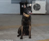 Cão policial da PCPR faz demonstração em capacitação sobre drogas em Curitiba