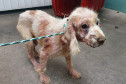 Cachorro preso, em situação de maus-tratos