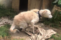 Cachorro em situação de maus-tratos