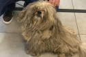Cachorro em situação de maus-tratos