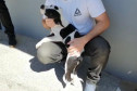 Um cão filhote junto a uma pessoa