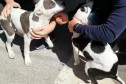 Dois cães filhotes junto a algumas pessoas