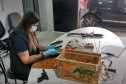 Policial civil efetuando manutenção de armas