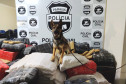 Cão farejador da polícia civil sobre diversos pacotes de droga empilhados. Ao fundo, banner da polícia civil