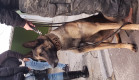 Cão farejador da PCPR