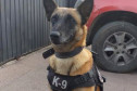Cão farejador da polícia civil