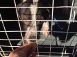 Cao resgatado no interior de uma gaiola, sendo alimentado
