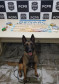 Cão PCPR