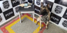 Cão policial da PCPR posa ao lado de material apreendido