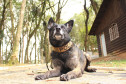 Cães PCPR