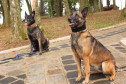 Cães PCPR