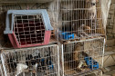 Vários cães presos em gaiolas empilhadas
