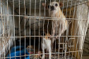 Cães presos em gaiola