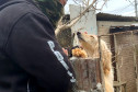 PCPR resgata cães de raça vítimas de maus-tratos em Curitiba