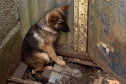 Filhote de cão em situação de maus-tratos