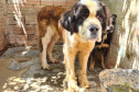 Cães resgatados em local insalubre